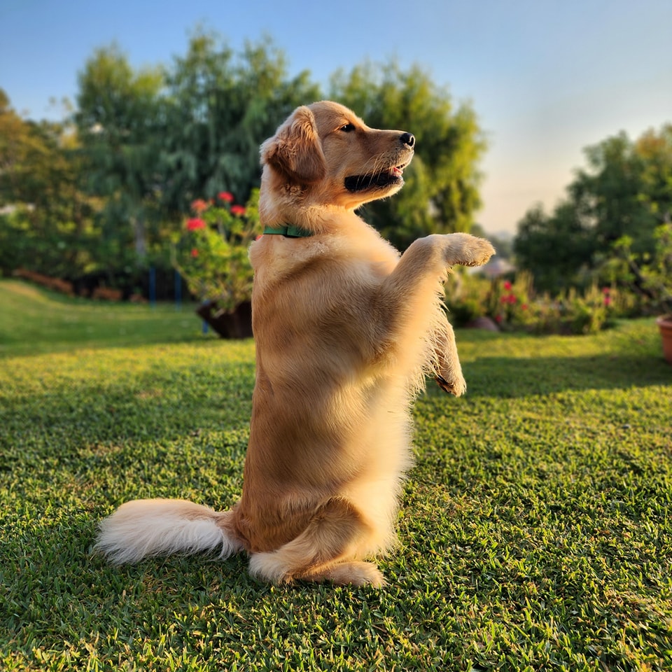 Happy Dogs 4
