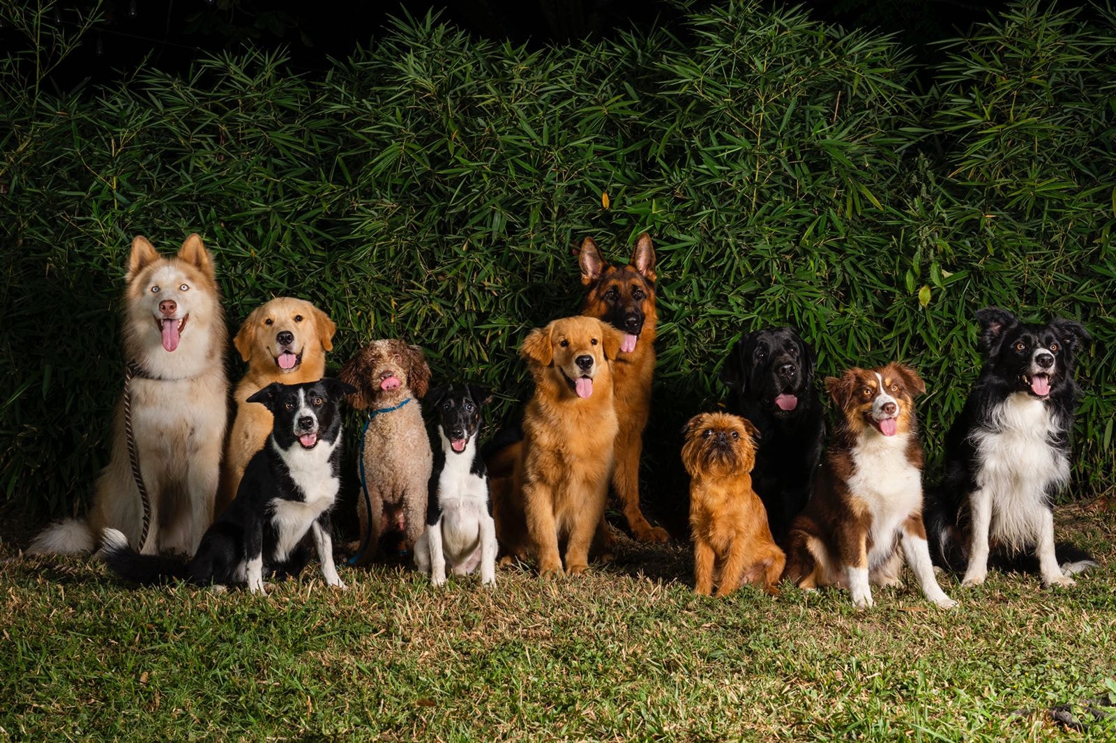 Happy trained dogs