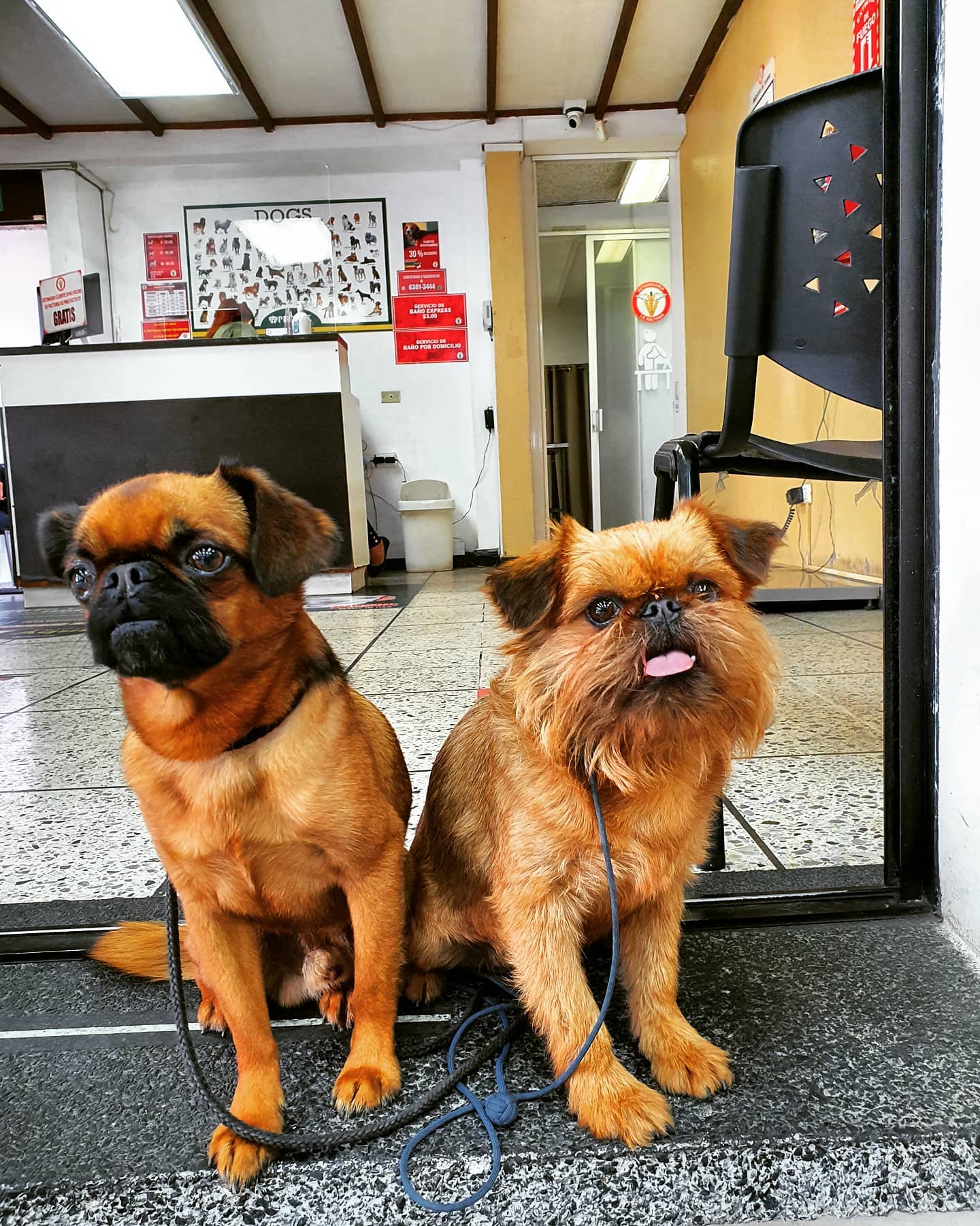 Happy Dogs 6
